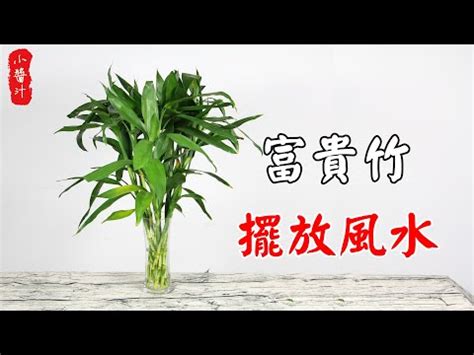 富貴竹六枝|開運富貴竹風水指南：如何選擇數量？避免這6個禁忌，提升家庭。